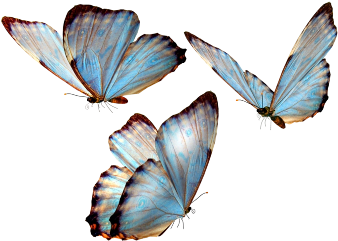 Morpho Mariposario Puerto Vallarta