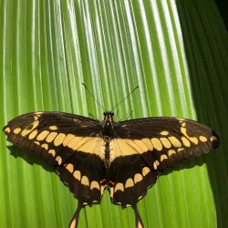 Morpho Mariposario Puerto Vallarta
