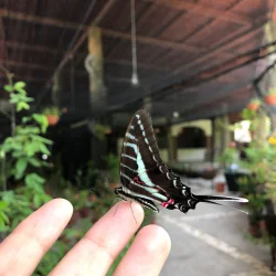 Morpho Mariposario Puerto Vallarta