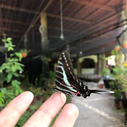 Morpho Mariposario Puerto Vallarta
