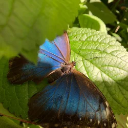 Morpho Mariposario Puerto Vallarta