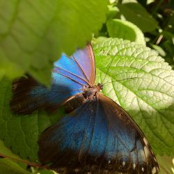 Morpho Mariposario Puerto Vallarta