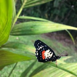 Morpho Mariposario Puerto Vallarta