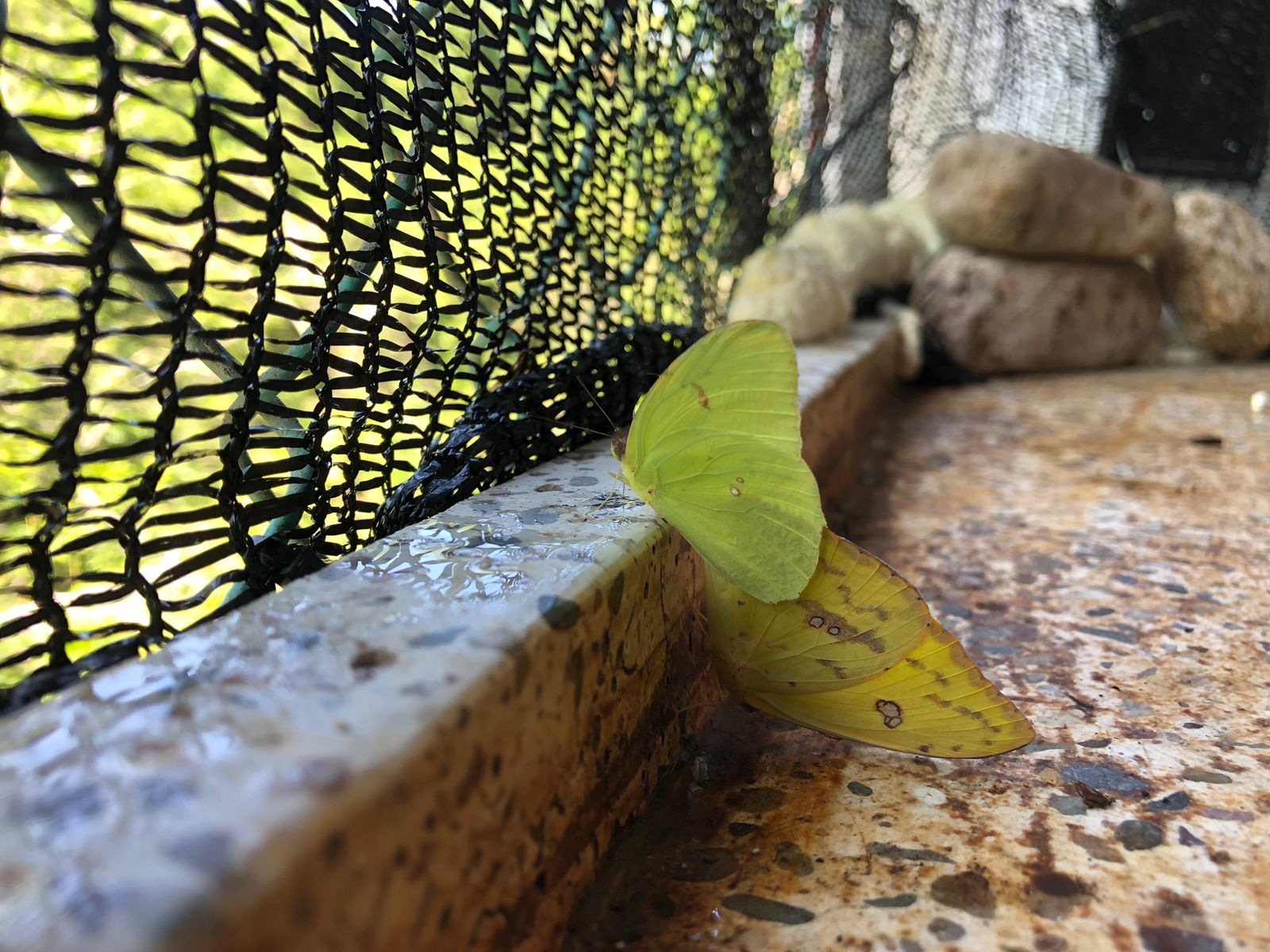 Morpho Mariposario Puerto Vallarta